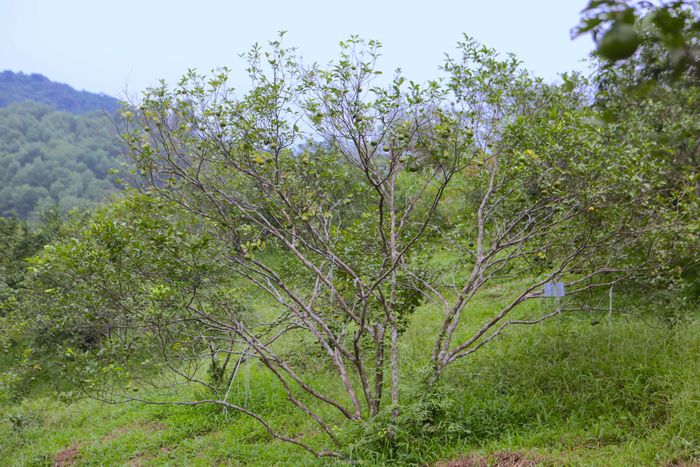 “Chúng tôi đang cho cán bộ xã đến thống kê số lượng, thiệt hại của bà con để có phương án đề xuất huyện hỗ trợ người dân. Cây có hiện tượng héo, không ra lá giống như bị khai thác kiệt quệ. Theo ước tính ban đầu có cả hàng trăm ha xảy ra tình trạng này, chủ yếu là ở cam bù. Hiện tại cam chanh đang cho thu hoạch, nhưng cũng bị côn trùng tấn công ảnh hưởng đến năng suất của người dân”, ông Lê Đức Thuận – Chủ tịch UBND xã Sơn Trường, huyện Hương Sơn nói.