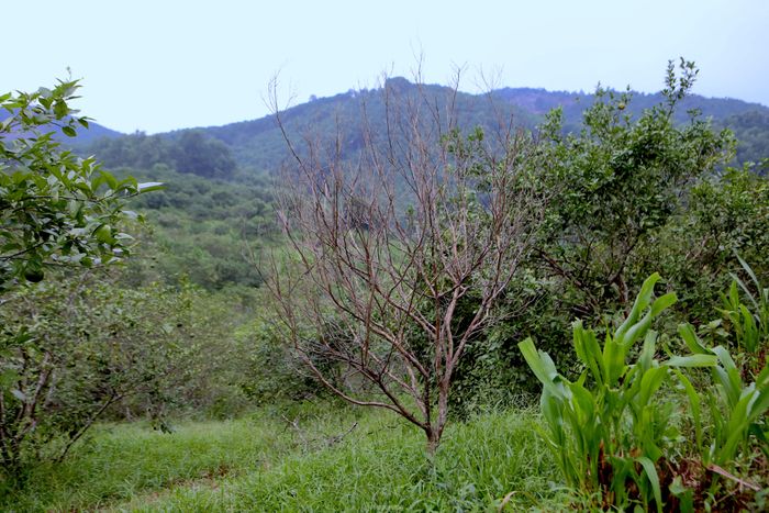 Cam không ra quả, héo và khô dần từ gốc đến đến ngọn. Đó là tình trạng đang xảy ra tại “thủ phủ”cam bù nức tiếng ở huyện Hương Sơn (Hà Tĩnh). Theo người dân, khoảng 2 năm nay, cam bắt đầu có hiện tượng vàng lá, còi cọc và chết khô dần, đặc biệt là năm nay và số lượng chết chủ yếu là cam bù.