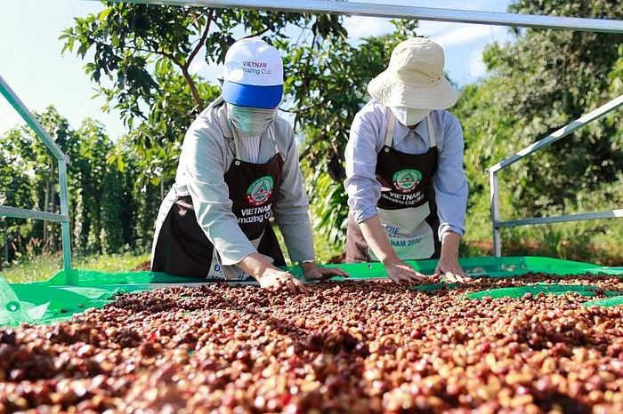 Trung Quốc ưa chuộng cà phê Việt Nam (Ảnh: Cổng thông tin điện tử Đắk Lắk)