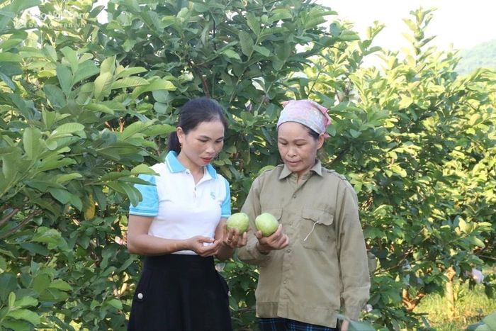  Mô hình trồng ổi của hội viên Hợp tác xã Nông nghiệp xã Nghĩa Thọ. Ảnh: Mỹ Hà 