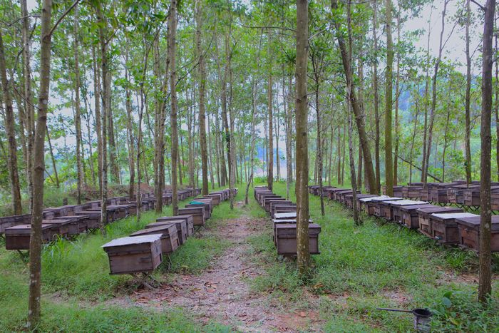 Theo người nuôi, ong có nguồn gốc từ nước ngoài. Chu kỳ lấy mật phụ thuộc theo thời tiết, thường kéo dài 10 - 15 ngày. Sau khi ong lấy mật và sáp phủ kín khoảng 2/3 khay, người nuôi xông khói để đuổi ong đi. Mỗi lần thu hoạch được 8 tạ, tính theo mùa đạt hàng chục tấn mật. Giá bán 2 triệu đồng/tạ.