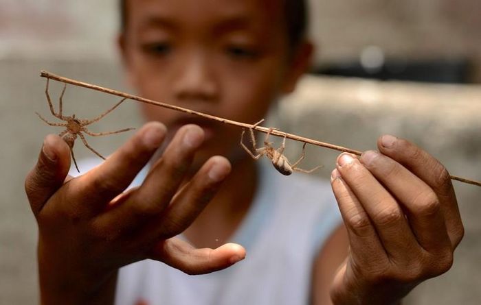 Trận chọi nhện diễn ra rất nhanh, chỉ vài giây đến vài phút. Ảnh: Sapiens.com