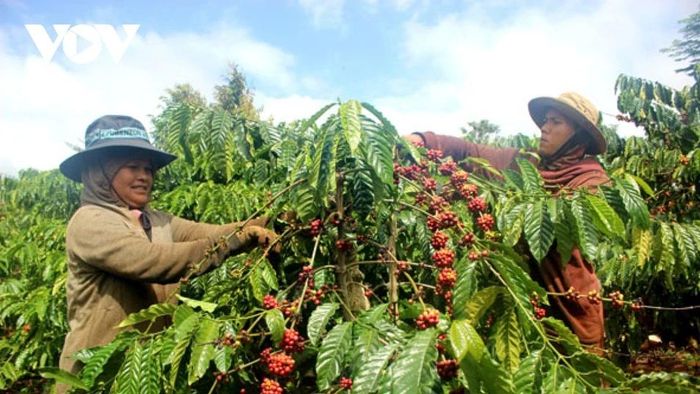  Cà phê trong nước chạm mốc 60.000 đồng/kg. 