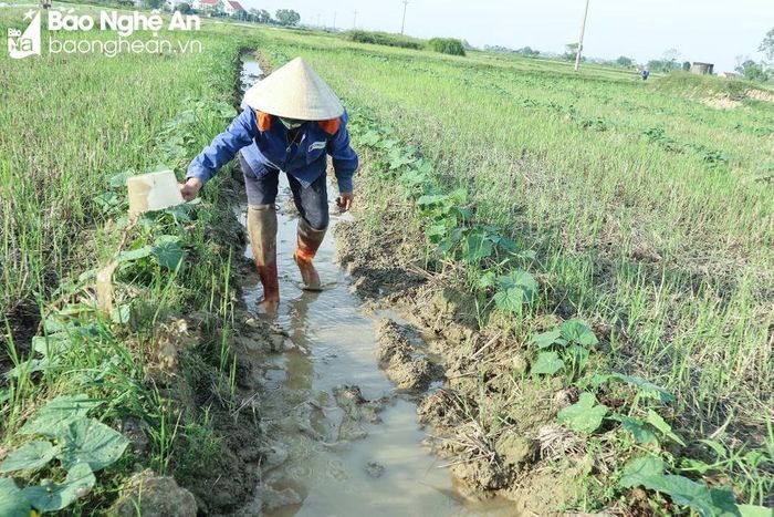  Nhiều diện tích dưa chuột trên đất lúa đã phát triển tốt, người dân xã Hưng Tân đang tập trung chăm sóc. Ảnh: Thanh Phúc 
