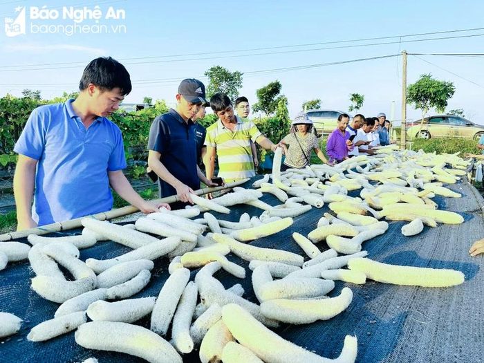  Năm nay, theo cơ cấu, ở một số địa phương của huyện Thanh Chương sẽ đưa vào thử nghiệm mô hình trồng mướp lấy xơ. Trong ảnh: Đầu tháng 10/2023, Hội Nông dân huyện đã tổ chức cho hội viên tham gia mô hình đi học hỏi kinh nghiệm tại tỉnh Bắc Ninh. Ảnh: CSCC 