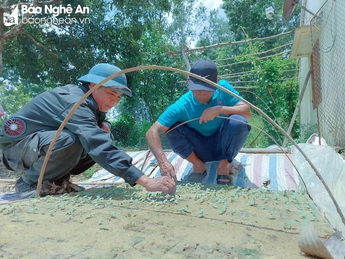  Để kịp thời vụ khi ngoài đồng đang làm đất, người dân đã gieo bí vào bầu ươm. Ảnh: Thanh Phúc 