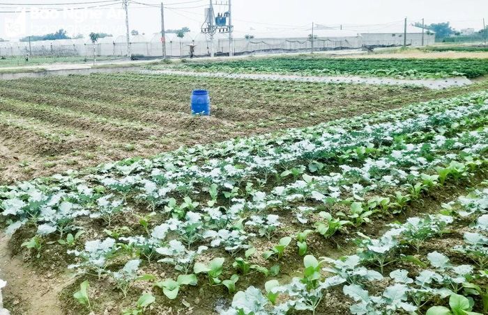  Ở vùng chuyên canh rau Nghi Liên (TP.Vinh), các loại rau củ đặc trưng cho vụ Đông như: cà rốt, su hào, cải bắp cũng đã lên xanh. Ảnh: Thanh Phúc 