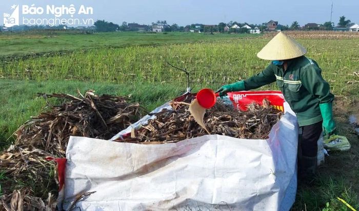  Do giá cả phân bón tăng cao ngay từ đầu vụ nên nhiều nơi, người dân tận dụng phụ phẩm nông nghiệp làm phân hữu cơ vi sinh để bón cho cây trồng vụ Đông. Ảnh: Thanh Phúc 