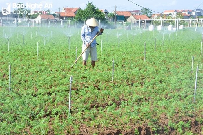  Nhiều diện tích cà rốt đã phát triển xanh tốt ở Quỳnh Liên (thị xã Hoàng Mai). Ảnh: Thanh Phúc 