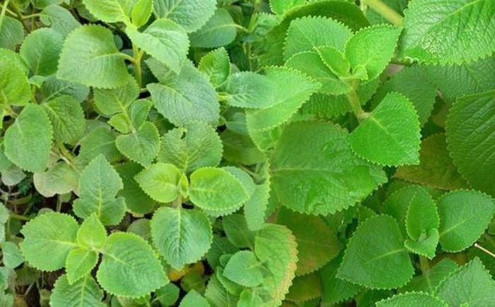 Húng chanh giảm triệu chứng ho, khó chịu do sốt ở trẻ.