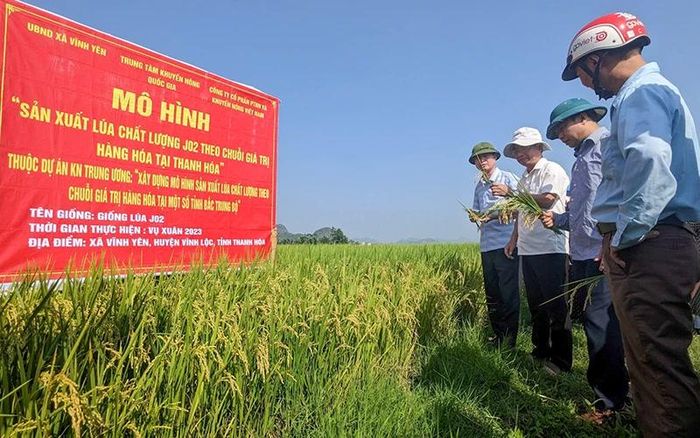 Mô hình “Sản xuất lúa chất lượng J02 theo chuỗi giá trị hàng hóa tại Thanh Hóa” do Trung tâm Khuyến nông quốc gia triển khai tại xã Vĩnh Yên, huyện Vĩnh Lộc. (Ảnh TRỌNG MINH)