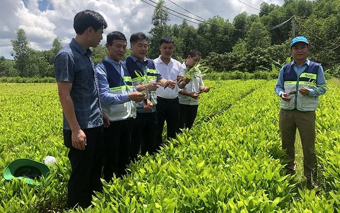 Mô hình vườn ươm cây lâm nghiệp tại xã Vĩnh Hà, huyện Vĩnh Linh (Quảng Trị).