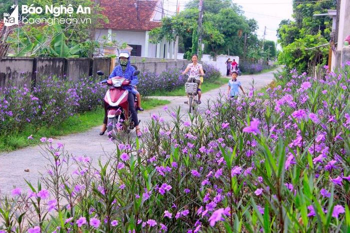  Những phong trào “xanh, sạch, đẹp”, “xanh, sáng, đẹp”, phong trào trồng hoa, “đẹp nhà, đẹp ngõ”… được triển khai khá rầm rộ tại nhiều xã. Ảnh: Đường hoa ở huyện Nam Đàn. Ảnh: Quang An 