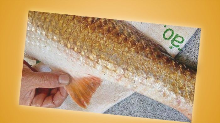 Cá con sẽ bơi vào vùng nước ngọt sâu trong đất liền sinh sống, sau 1-2 năm sẽ quay trở lại biển