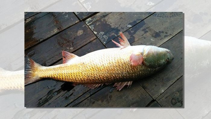 Thịt cá sủ vàng có mùi vị rất thơm ngon, vẩy cá được dùng để làm miếng gảy đàn