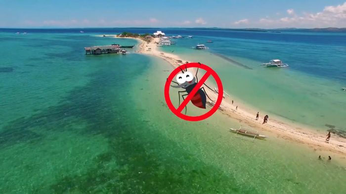 Nguyên nhân khiến muỗi không thể bay ra các vùng đảo này vì chúng nằm quá tách biệt so với các đại lục địa