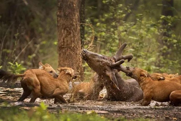 Chó hoang châu Á có thể dễ dàng hạ gục con mồi lớn gấp nhiều lần trọng lượng của chúng. Chúng có khả năng cắn mạnh và nhảy xa trong không trung để tấn công mục tiêu.
