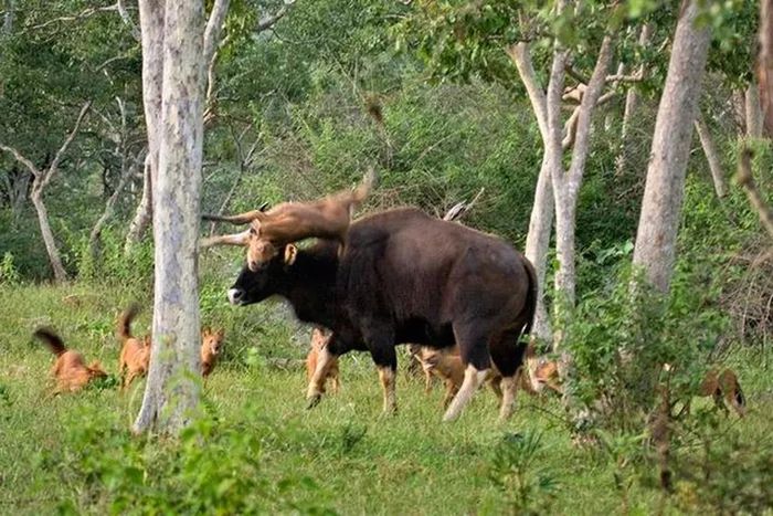 Loài chó này thường sống trong các môi trường rừng, cả rừng nhiệt đới rậm rạp và rừng cây lá sớm rụng khô, cũng như rừng núi cao và các khu vực thảo nguyên thoáng đãng.
