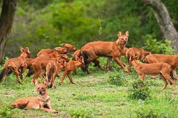 Tại Việt Nam, chó hoang châu Á được xem là loài quý hiếm, nằm trong sách Đỏ Việt Nam và danh sách cấm săn bắt. Chúng được tìm thấy ở nhiều tỉnh miền núi từ Bắc xuống Nam, ngoại trừ các tỉnh đồng bằng sông Hồng và sông Cửu Long.