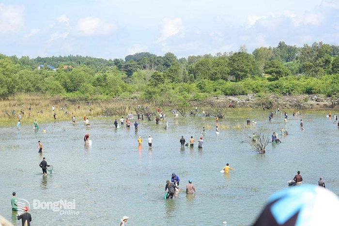 Ngay khi đập đóng cửa hoàn toàn, hàng trăm người ào xuống nước để bắt cá