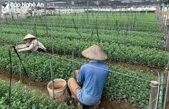 Các nhà vườn đang cắt tỉa cung ứng hoa cúc giống cho người dân. Ảnh: T.P 