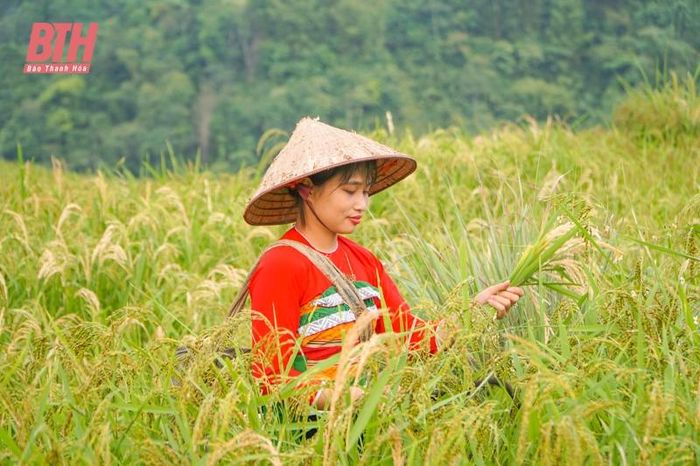 Những thửa ruộng lúa ở Pù Luông được mùa, nên bà con rất phấn khỏi.