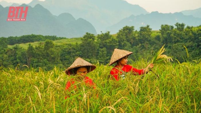 Đồng bào dân tộc Thái ở Pù Luông đang khẩn trương thu hoạch lúa chín.