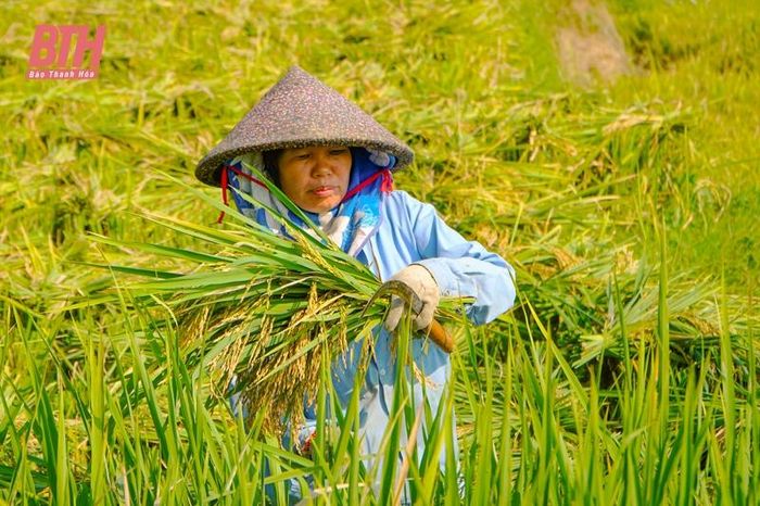 Hiện tại trên các thửa ruộng bậc thang tại các xã Thành Lâm, xã Thành Sơn (Bá Thước), đâu đâu cũng bắt gặp những người dân địa phương đang thu hoạch lúa.