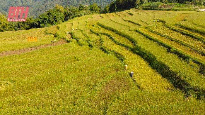 Từ trên cao có thể phóng tầm mắt ra xa, bao quát vẻ đẹp của những thửa ruộng bậc thang ở Pù Luông nằm bên lưng chừng núi giữa ngút ngàn màu xanh của núi rừng, tạo nên một bức tranh phong cảnh đẹp, yên bình.