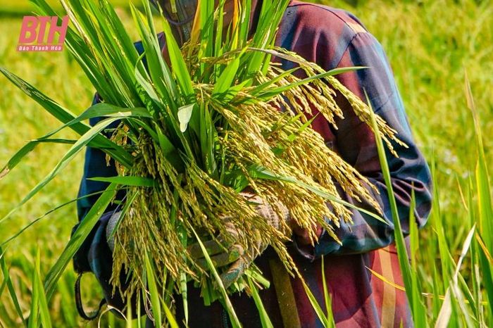 Đến với Pù Luông những ngày này, du khách không chỉ đắm chìm vào phong cảnh thiên nhiên tươi đẹp mà còn được trải nghiệm cùng người dân nơi đây gặt lúa trên những cung ruộng bậc thang.