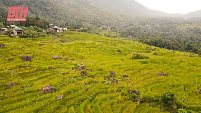 Giữa bốn bề là núi rừng và những áng mây trắng như vờn nơi đỉnh núi, màu vàng của lúa chín như khoác thêm cho Pù Luông một màu áo mới làm say đắm lòng người.