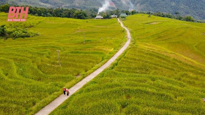 Được biết, mùa lúa chín ở Pù Luông thường diễn ra vào 2 thời điểm trong năm, vụ đầu từ cuối tháng 5 đến tháng 6 và vụ tiếp theo vào cuối tháng 9 đến tháng 10 hàng năm.