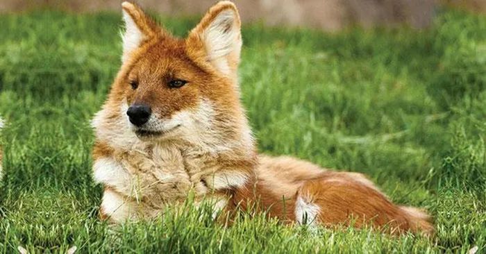 Loài chó hoang châu Á có thể dễ dàng được nhận biết nhờ lớp lông màu hung pha vàng