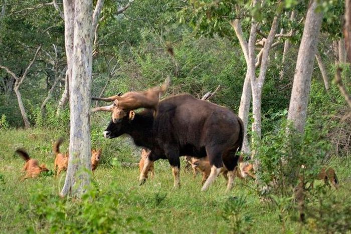 Có thể nhận thấy chó hoang châu Á dễ dàng hạ gục con mồi lớn gấp nhiều lần trọng lượng của chúng. Chúng có khả năng cắn mạnh và nhảy xa trong không trung để tấn công mục tiêu