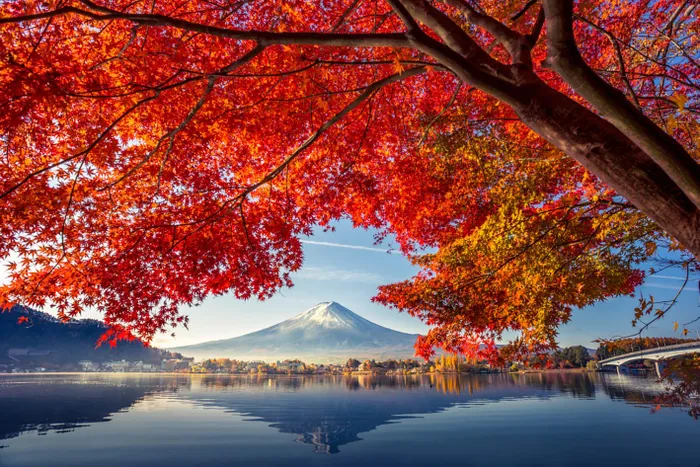 Lá phong quanh hồ Kawaguchi, tỉnh Yamanashi. Nơi đây lý tưởng để ngắn núi Phú Sĩ. Ảnh: Tokyo Cheapo