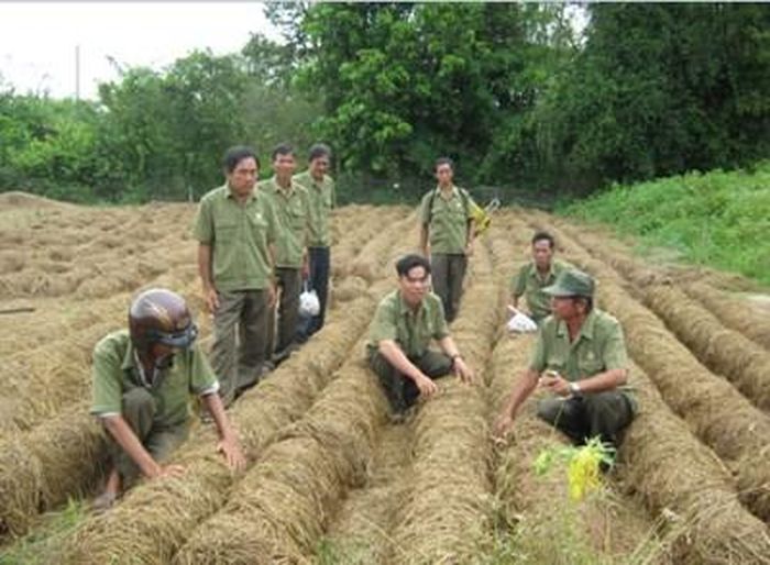 Chi hội Cựu chiến binh ấp Long Hòa, xã Long Phú, thị xã Long Mỹ (Hậu Giang) hướng dẫn hội viên tận dụng đất trống quanh nhà trồng nấm rơm.