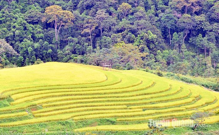 Ở đây mỗi thửa ruộng nhỏ nhưng cũng đủ để du khách cảm nhận được vẻ đẹp độc đáo của ruộng bậc thang.