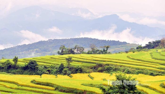 Những thửa ruộng bậc thang đang chín vàng.