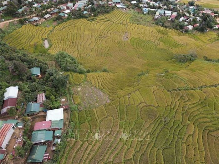 Ruộng lúa bậc thang tại thung lũng Măng Ri (Tu Mơ Rông, Kon Tum).
