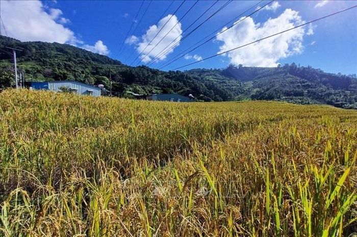 Ruộng lúa chín vàng ở thung lũng Măng Ri (Tu Mơ Rông, Kon Tum).