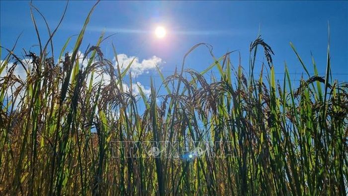 Sắc vàng lúa chín ở thung lũng Măng Ri (Tu Mơ Rông, Kon Tum).