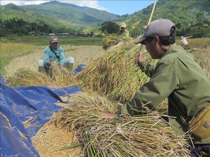 Thu hoạch lúa tại thung lũng Măng Ri (Tu Mơ Rông, Kon Tum).