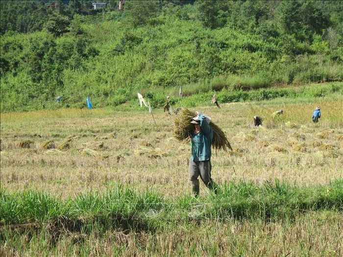 Thu hoạch lúa tại thung lũng Măng Ri (Tu Mơ Rông, Kon Tum).