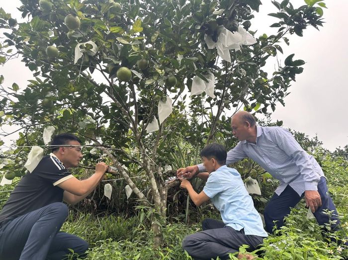 Các hộ dân bổ sung thức ăn để nuôi kiến vàng.