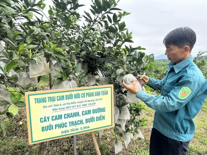 Trang trại cam theo mô hình hữu cơ của hộ anh Toàn.