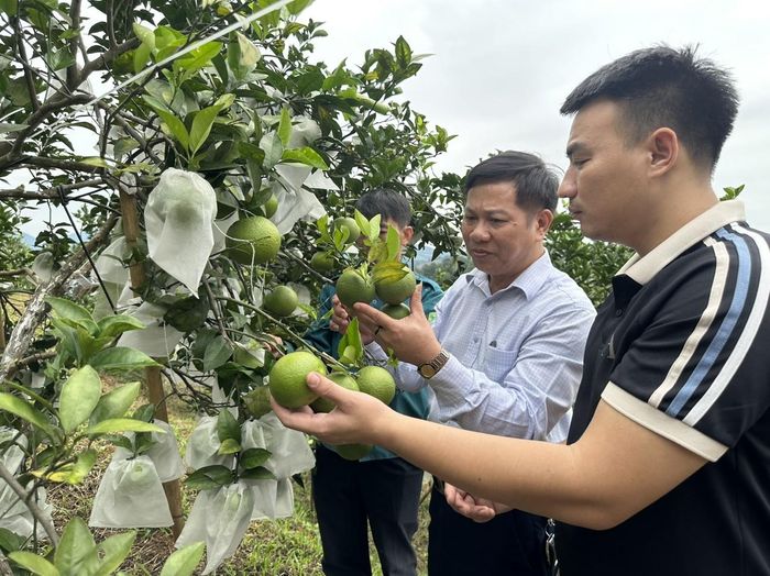 Người nông dân được hướng dẫn phương pháp nuôi kiến vàng, trồng nông sản theo mô hình hữu cơ.