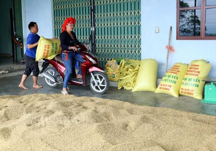 Niềm vui được mùa ở thôn vùng cao huyện Bảo Thắng.