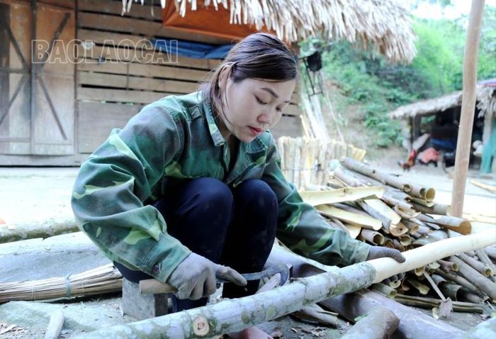 Phụ nữ dân tộc Tày, xã Vĩnh Yên, huyện Bảo Yên làm chủ mô hình phát triển quế.