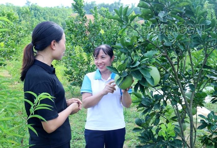 Hội viên phụ nữ vùng Dự án 8, xã Thái Niên, huyện Bảo Thắng trao đổi kinh nghiệm chăm sóc bưởi Múc.