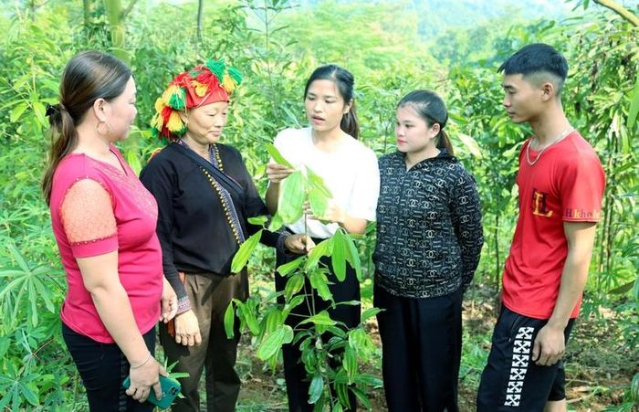 Phụ nữ thôn vùng cao xã Xuân Giao, huyện Bảo Thắng trao đổi kinh nghiệm chăm sóc quế.